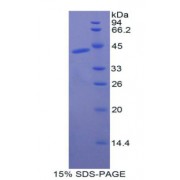 SDS-PAGE analysis of Dog CKM Protein.