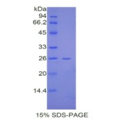 SDS-PAGE analysis of Mouse CREB Binding Protein.