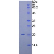 abx066167