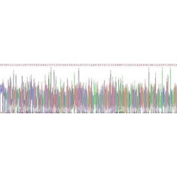 Human CUB And Zona Pellucida Like Domains Protein 1 (CUZD1) Protein
