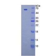 SDS-PAGE analysis of recombinant Human CUB And Zona Pellucida Like Domains Protein 1 Protein.