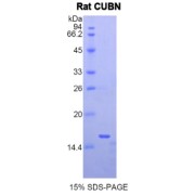 SDS-PAGE analysis of Rat Cubilin Protein.