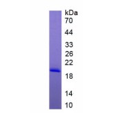 Pig Peptidyl-Prolyl Cis-Trans Isomerase A / CYPA (PPIA) Protein
