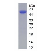 SDS-PAGE analysis of recombinant Human CYP1A2.