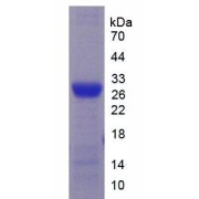 SDS-PAGE analysis of Mouse CYP2E1 Protein.