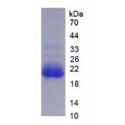 SDS-PAGE analysis of Human CYP3A7 Protein.