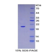 abx066270