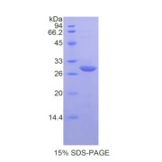 SDS-PAGE analysis of Mouse DAF Protein.