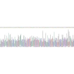 Human Defensin Alpha 5, Paneth Cell Specific (DEFa5) Protein