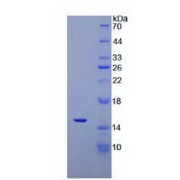 SDS-PAGE analysis of recombinant Human DEFa5.