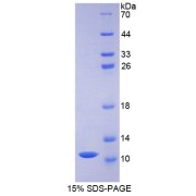 SDS-PAGE analysis of Pig Defensin beta 1 Protein.