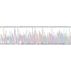 Rat Deiodinase, Iodothyronine, Type III (DIO3) Protein