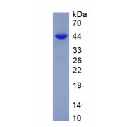 SDS-PAGE analysis of recombinant Rat DIO3 Protein.