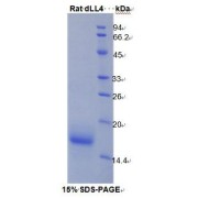 SDS-PAGE analysis of recombinant Rat delta Like Protein 4 Protein.