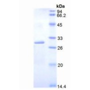 SDS-PAGE analysis of Mouse DLAT Protein.