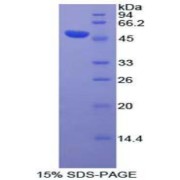 SDS-PAGE analysis of Human DVL3 Protein.