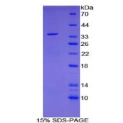 SDS-PAGE analysis of Human EGR3 Protein.