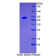 SDS-PAGE analysis of Mouse EGR4 Protein.