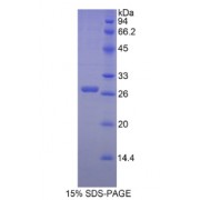 SDS-PAGE analysis of Mouse Ectodysplasin A Protein.
