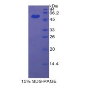 SDS-PAGE analysis of Rat ENPP1 Protein.