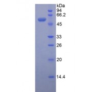 SDS-PAGE analysis of recombinant Mouse ENPP1 Protein.