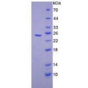 SDS-PAGE analysis of recombinant Mouse Elastase 1, Pancreatic Protein.