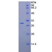 SDS-PAGE analysis of Rat Elastase 4 Protein.