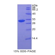 SDS-PAGE analysis of Mouse ETFa Protein.