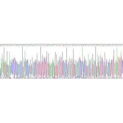 Mouse Endothelin 1 (EDN1) Protein