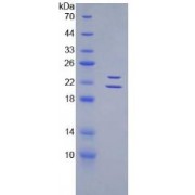 SDS-PAGE analysis of recombinant Mouse Endothelin 1 Protein.