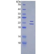 abx066413