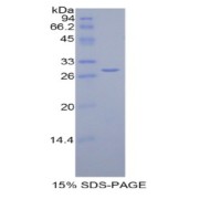 SDS-PAGE analysis of Human EZH2 Protein.