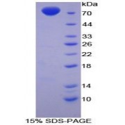 SDS-PAGE analysis of Chicken MSE Protein.