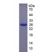 SDS-PAGE analysis of Human EBI3 Protein.