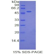 SDS-PAGE analysis of recombinant Pig Erythropoietin Protein.