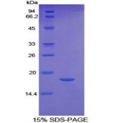 SDS-PAGE analysis of Human FAS Protein.
