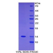 SDS-PAGE analysis of Human FAM19A3 Protein.