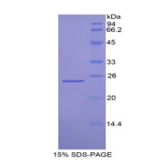 SDS-PAGE analysis of Mouse FDFT1 Protein.