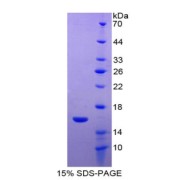 SDS-PAGE analysis of Human FABP7 Protein.