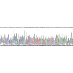 Mouse Ferritin Heavy Chain (FTH1) Protein