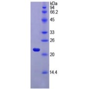 SDS-PAGE analysis of recombinant Horse FTL Protein.