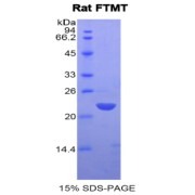 SDS-PAGE analysis of recombinant Rat FTMT Protein.