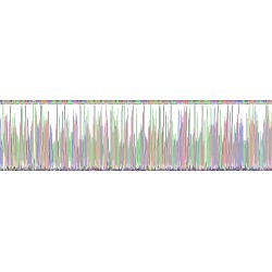 Human Fibrillin 1 (FBN1) Protein