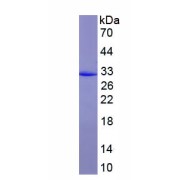 SDS-PAGE analysis of Rat Fibrinogen Gamma (FGG) protein.