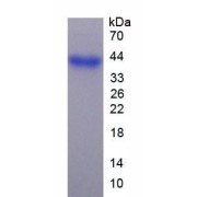 SDS-PAGE analysis of recombinant Mouse FGL1 Protein.