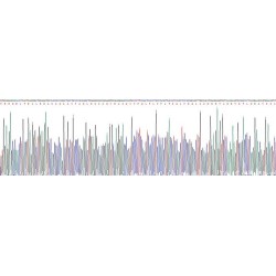 Mouse Fibrinogen Like Protein 2 (FGL2) Protein