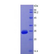 SDS-PAGE analysis of Rat FGF15 Protein.
