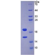 abx066600