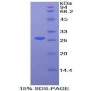 abx066619