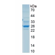 SDS-PAGE analysis of recombinant Chicken Fibronectin (FN1) Protein.